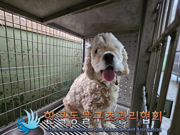 한국동물구조관리협회_441382202400828